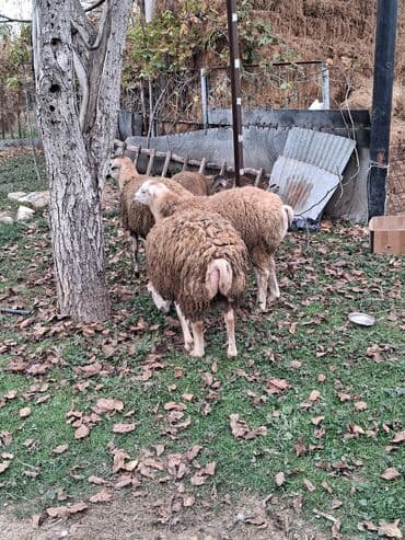 Qoyun sürüsü – yerli quyruqlu (yağlı quyruq) növ - Şəkillərdə — 5