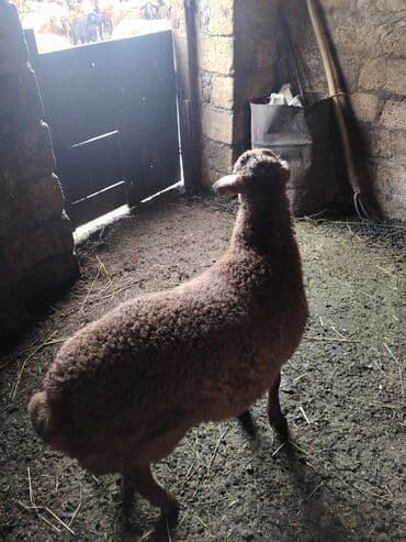 cins inekler azerbaycanda: Qala quzular satlir erkey disi ferqi yoxdu men birdene sekil atdim — 1