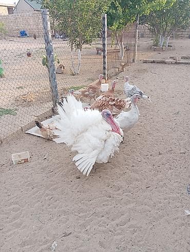 turbo az heyvanlar: Erkək, Damazlıq, Ödənişli çatdırılma — 9