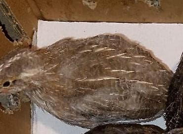 Pişiklər: Məhsul: Bildirçin və bildirçin yumurtası Təsvir: - Cins: Ət-yumurta — 1