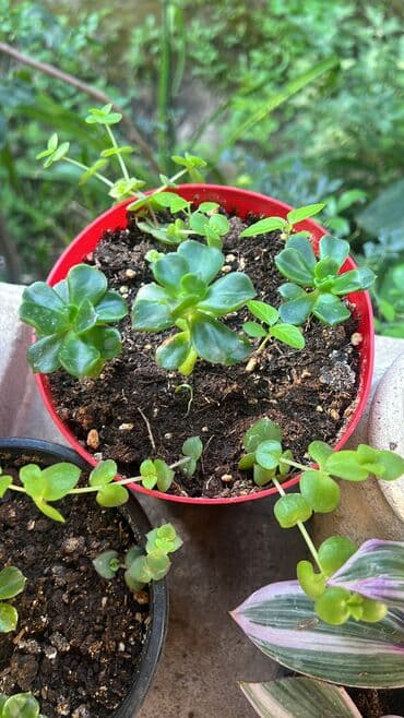 yumru xalça: Xalça — 6