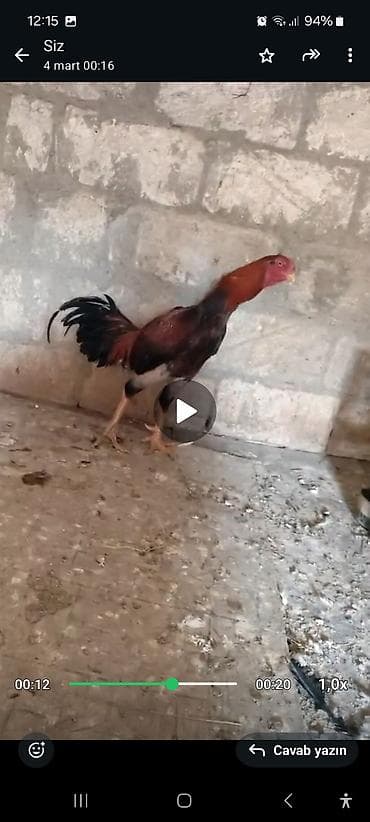 satdiq danalar: Xoruz, il: 1, Ödənişli çatdırılma — 3