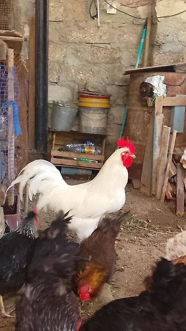 cins xoruz: Ağ rəngli xoruz aftralop arginal basi çixan ayaqlarından bilir.2 — 2