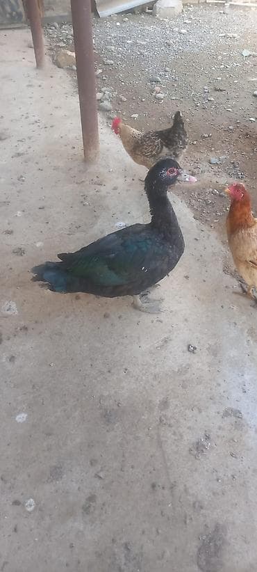 Atlar: Bir cüt erkey Boz macar və Qara Zümrüdü Aktiv və ətlik heyvandır hər — 3