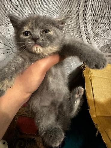 sarı pişik: Yaxşı əllərə — 6