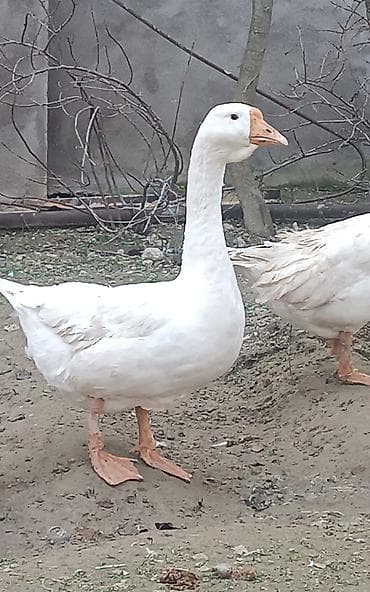 Salam qardaşlar,həm damazlıga həm kəsimlik olan 1 ədəd erkək linda