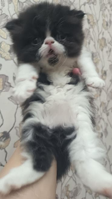 dovşan satışı: Ekzot, Erkək, Dişi, Ünvandan götürmə, Ödənişli çatdırılma — 9