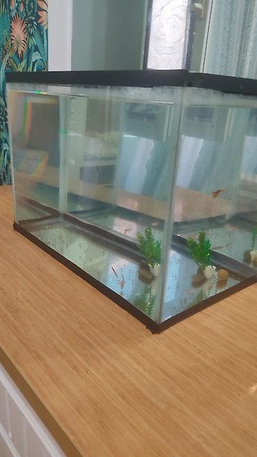 guppy balığı: Şüşə akvarium - Düzbucaqlı forma, şəffaf şüşə divarlar və qara — 1