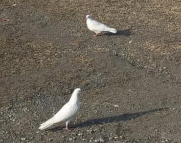 bala pişik ucuz: Oxu sonra elaqe saxla. 2si birlikde sonu 8manat. Ikside tam saglam — 1