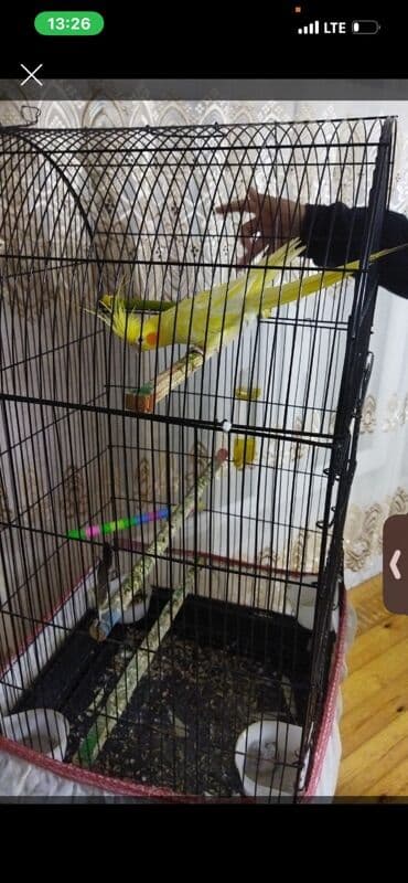 Словари: Nimfa (cockatiel) – sarı rəngli, yanaqlarında narıncı ləkələri və uzun — 2