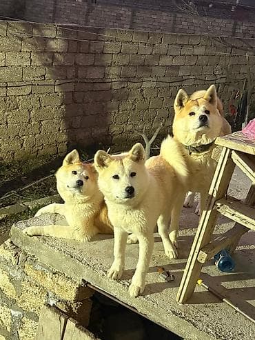 Akita-inu, 7 ay, Dişi, Peyvəndli, Ünvandan götürmə lalafo.az -da Akita-inu, 7 ay, Dişi, Peyvəndli, Ünvandan götürmə