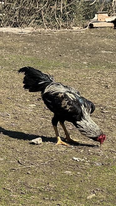 Gəmiricilər: Məhsul: heyratı xoruz satılır 8 aylıqdır (uzunboylu, sərt skeletli — 3