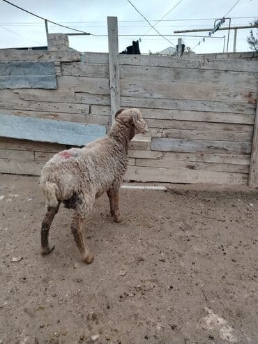 Toyuqlar: Razılaşmaq olar hamsı Erkəkdi qurbanlıqa yararlıdılar — 9