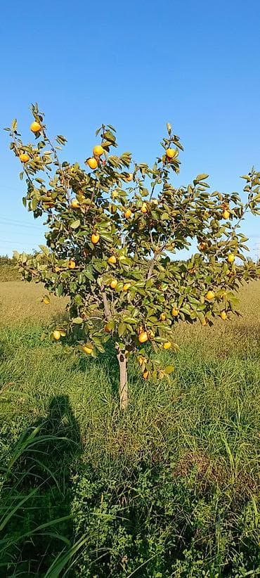 saf su: Salam ərazi Mingəçevirə çox yaxın Günəşli qəsəbəsinin yanında cəmi — 8