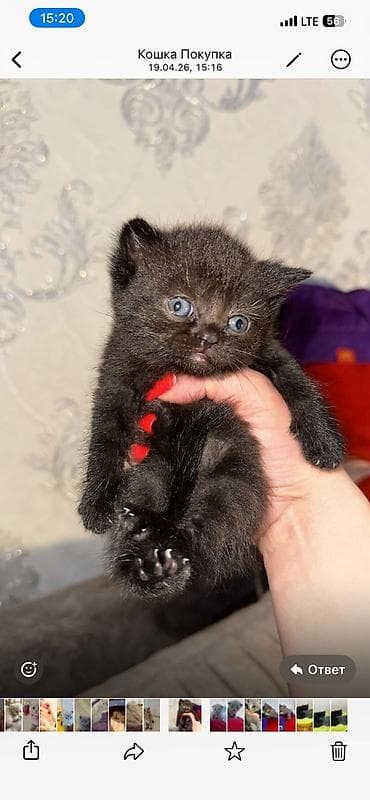 pişik cutləşdirilir: Şotland — 5