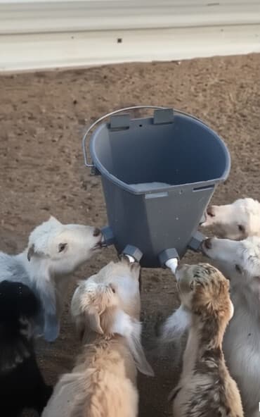 şəkər yem: Yem qabı, Yem üçün, Heyvanlar üçün, Ünvandan götürmə, Ödənişli çatdırılma — 1