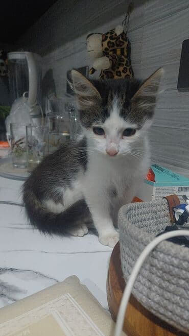 ən ucuz pişiklər: Yaxşı əllərə — 2