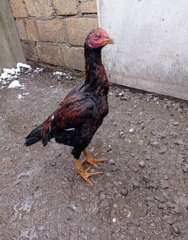 qaz və ördək: Heyratı bece qiymət barəsində danışmaq olar hind quşu ve lal ördəklər — 2