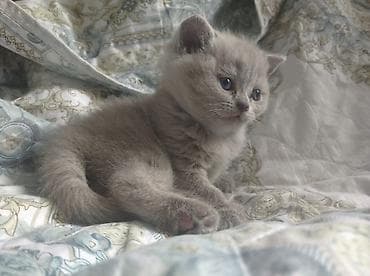 heyvan paltarı: Şotland, Dişi — 7