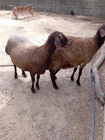 afcarka satışı: Dişi, Qala, il: 2, 90 kq, Damazlıq, Ünvandan götürmə — 6