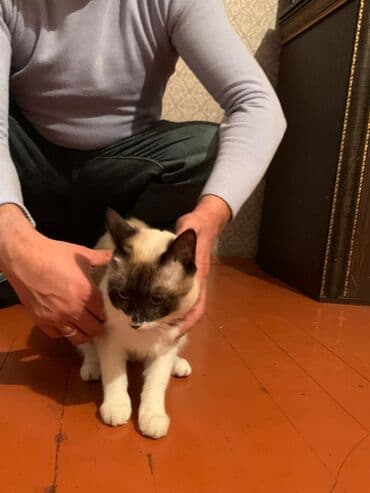 pişik yarım tip: Yaxşı əllərə — 6