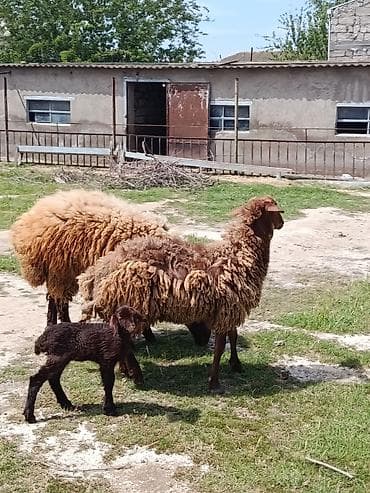 ana bala keci: Qurbanlıq qoç ana bala qoyun maştağada — 4