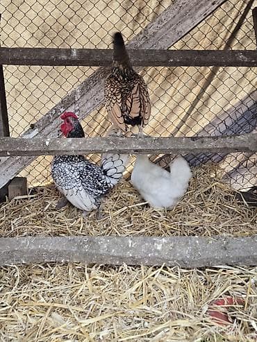 Куры: Курица, Для разведения — 5