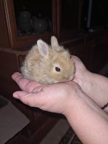 Digər heyvanlar: Karlik bala dovsanlar ag sari anqor aslanbas karlikler 20-25azn boz — 4