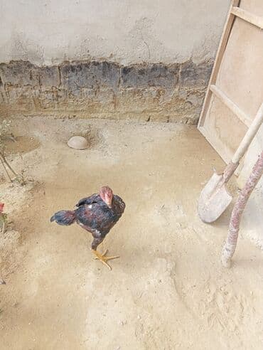 Heyvanlar üçün mallar: Xoruz, Heyratı, il: 1, Ödənişli çatdırılma — 12