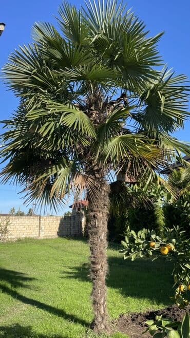 обои баку цены: Dekorativ palma ağacı
İkisidə bir yerdə 90 manata SATILIR — 1