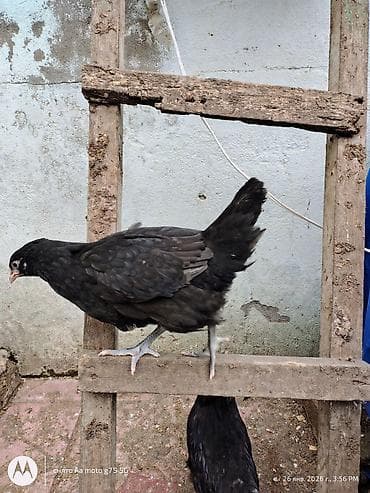 etlik cuce satisi: Toyuq, Australorp, Damazlıq, Ünvandan götürmə — 2