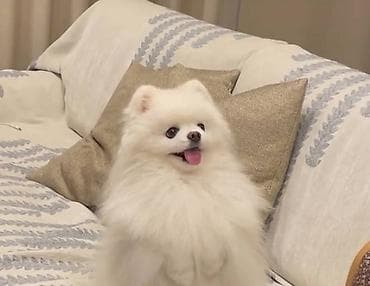 heyvan meymun: Pekines, 2 ay, Dişi, Sənədli, Ünvandan götürmə — 1