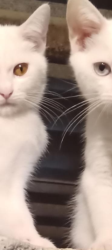 Türk anqora, Erkək, Cütləşmə üçün, Ödənişli çatdırılma