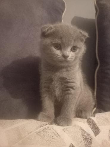 ag pisik qiymeti: Şotland, Dişi, Ünvandan götürmə — 1