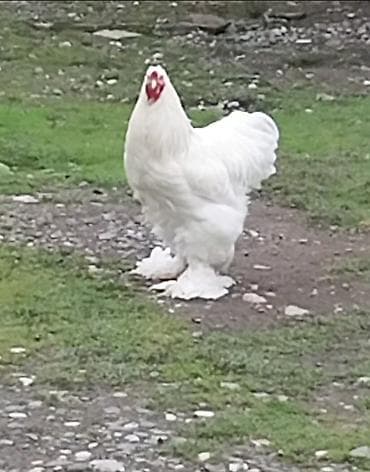 qus bazari bakida: Tek xoruzdu.real alici yazsin.vatsap var — 1