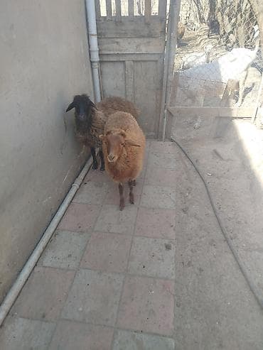 quba qoyun: Qoyunlar – 2 baş - Cins: yerli ətlik/yunlu tip. - Rənglər: biri tünd — 3