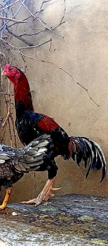 ucuz pitbul: Bu ki təmiz heyratılar satılır xoruz Tayland*Türk qarışığıdır, diside — 2