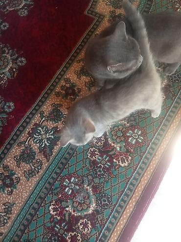 Pişiklər: Yaxşı əllərə — 4