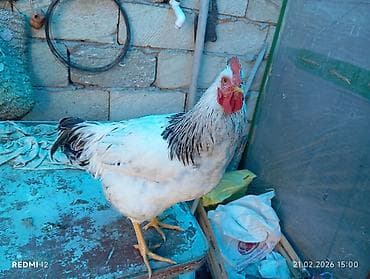 Balıqlar: Safqan xoruz - Rəng: ağ lələklər, boyun və quyruqda qara naxışlar - — 1