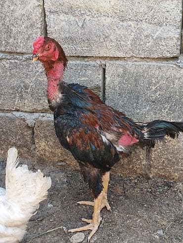karpat ana arı: Naxçıvan xulxulu (yalınboyun) cinsindən gənc xoruz. - Boyun və baş — 1