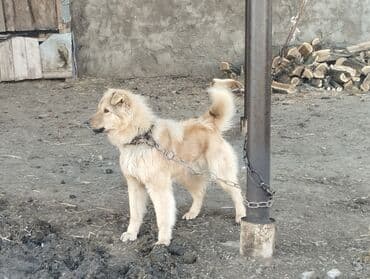 ov itləri: Кавказская овчарка, 8 месяцев, Самец, С прививками, Платная доставка — 1