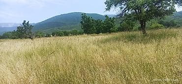 kurdaxanida heyet evleri: 128 sot, Biznes üçün, Mülkiyyətçi, Bələdiyyə — 1