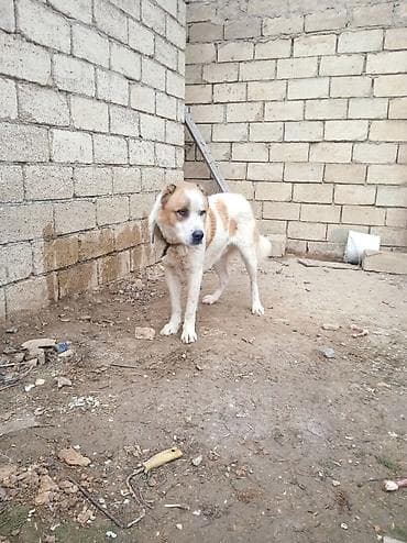 heyvan bazari itlerin satisi: Qurdbasar — 3