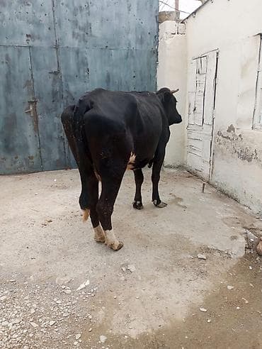 toy pudel satilir: Ətlik kök düge qiymet razilaşma yoıu ile — 3