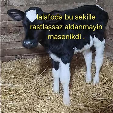 Mal-qara: Məhsul: Dana balaları (qara-ağ və qırmızı-ağ rəngli) Təsvir: - — 4
