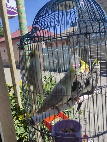 hələb kecilərin qiyməti: Korella Karella tutuqusu papuqay sevgi quşu nerazlucnik valnist 14 — 29