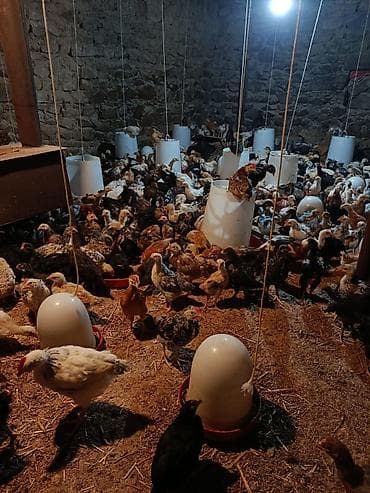 tap.az xacmaz heyvanlar: Toyuq cücələri, Ətlik, Pulsuz çatdırılma — 2