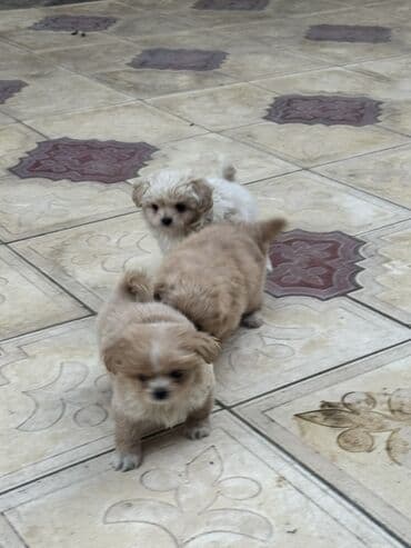 balaca it ucuz: Pekines, 2 ay, Peyvəndli — 11