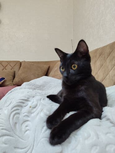 qara pişik: Yaxşı əllərə — 2