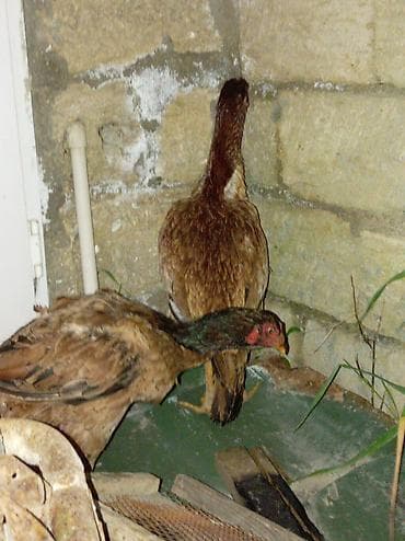 colpa toyuq: Toyuq, Damazlıq, Ödənişli çatdırılma — 1